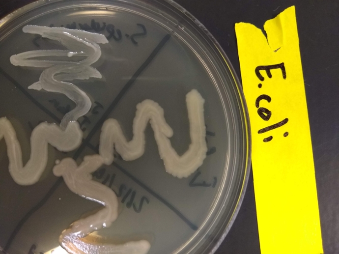 TSA plate with E. coli