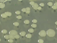 bacterial colonies with entire edges