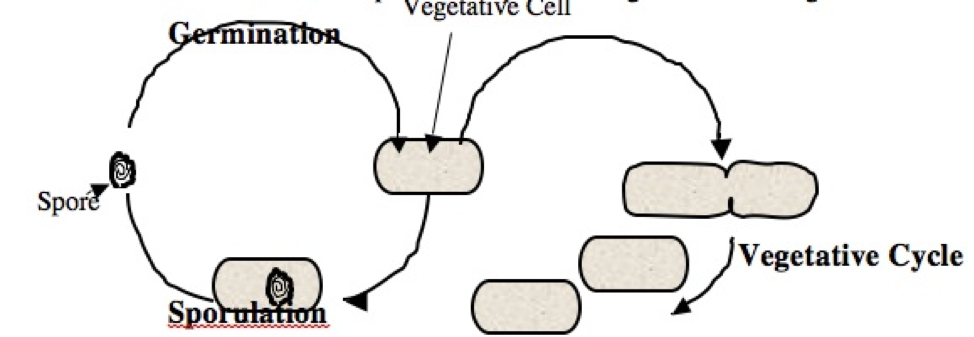 spore lifecycle diagram
