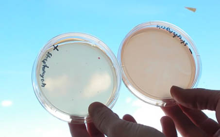 Pour plates with and without streptomycin