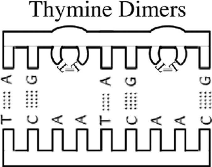 thymine dimers diagram