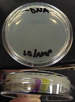 LB AMP -DNA plate