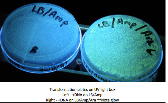 LB with AMP plates with pGLO DNA under UV light
