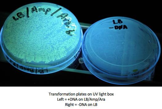 LB/AMP/ARA plate and LB without pGLO DNA plate under UV light
