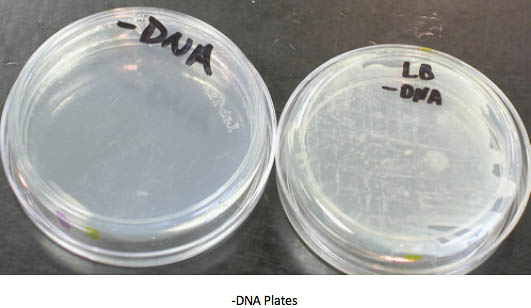 plate without pGLO DNA