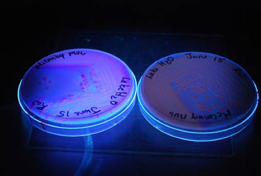 MacConkey MUG plates with pink colonies under UV light