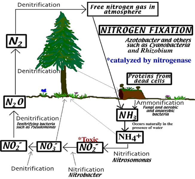 diagram of the nitrogen cycle