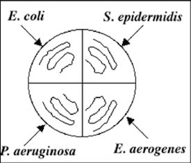 plate diagram