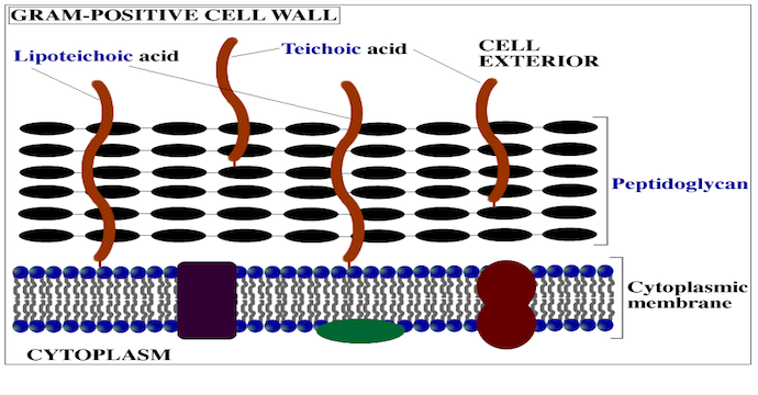 diagram of a Gram positive cell wall