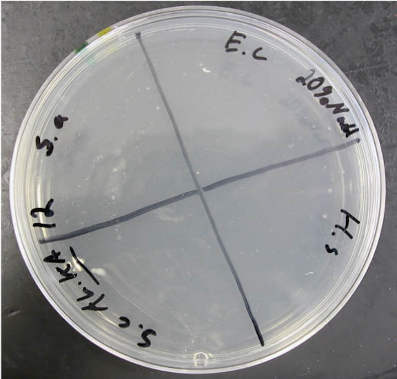 growth plate at 20 NaCl