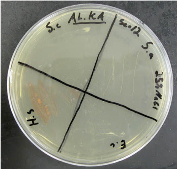 growth plate at 25 NaCl