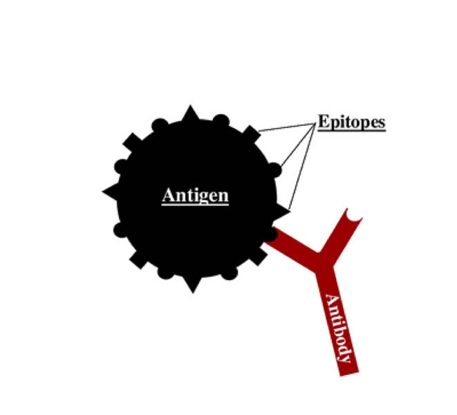 antigen epitope diagram