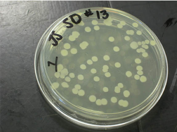 isolated colonies on a spread plate