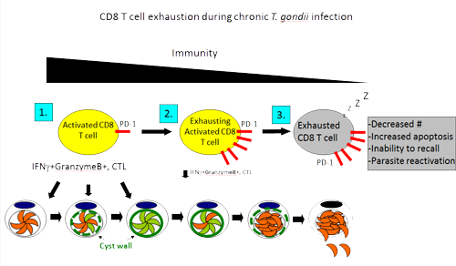 CD8 T cell exhaustion during chronic T. gondii infection