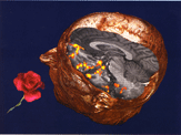 smell cortex