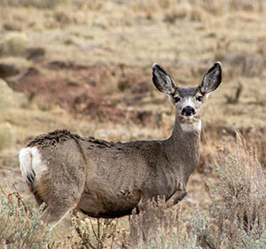 mule deer