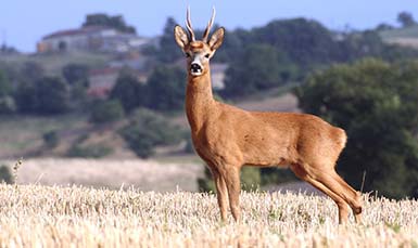 deer standing on grass