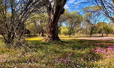 tree and flowers