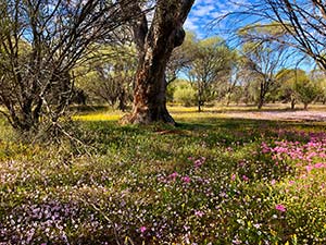 tree and flowers