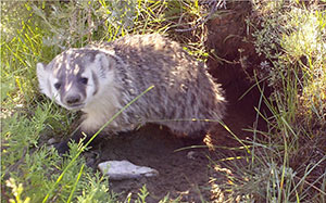 a badger beside its burrow