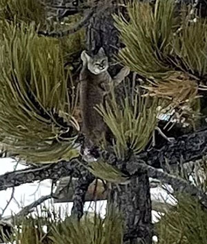 bobcat in a pine tree