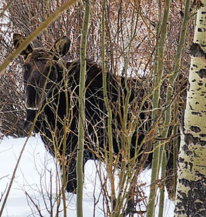 moose standing in snow behind branches