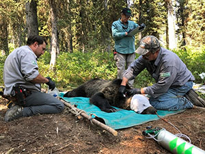people around a sedated grizzly bear