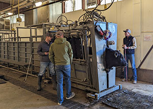 three people looking at a metal box with a bull in it