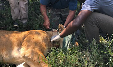people putting a GPS collar on a tranquilized lioness