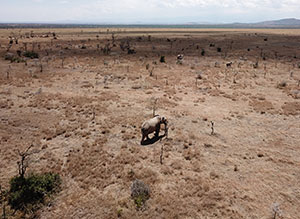 elephants in a dead, brown landscape