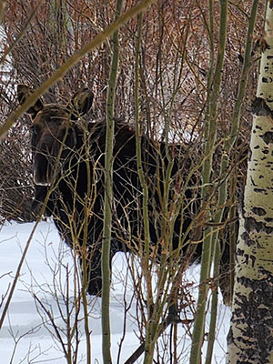 moose behind brush