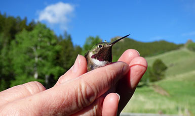 person's hands holding a hummingbird