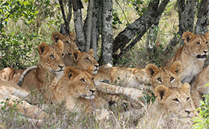 a pride of lions resting under trees