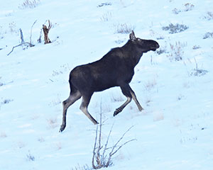moose on a snowy hillside