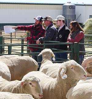people looking at sheep in a pen