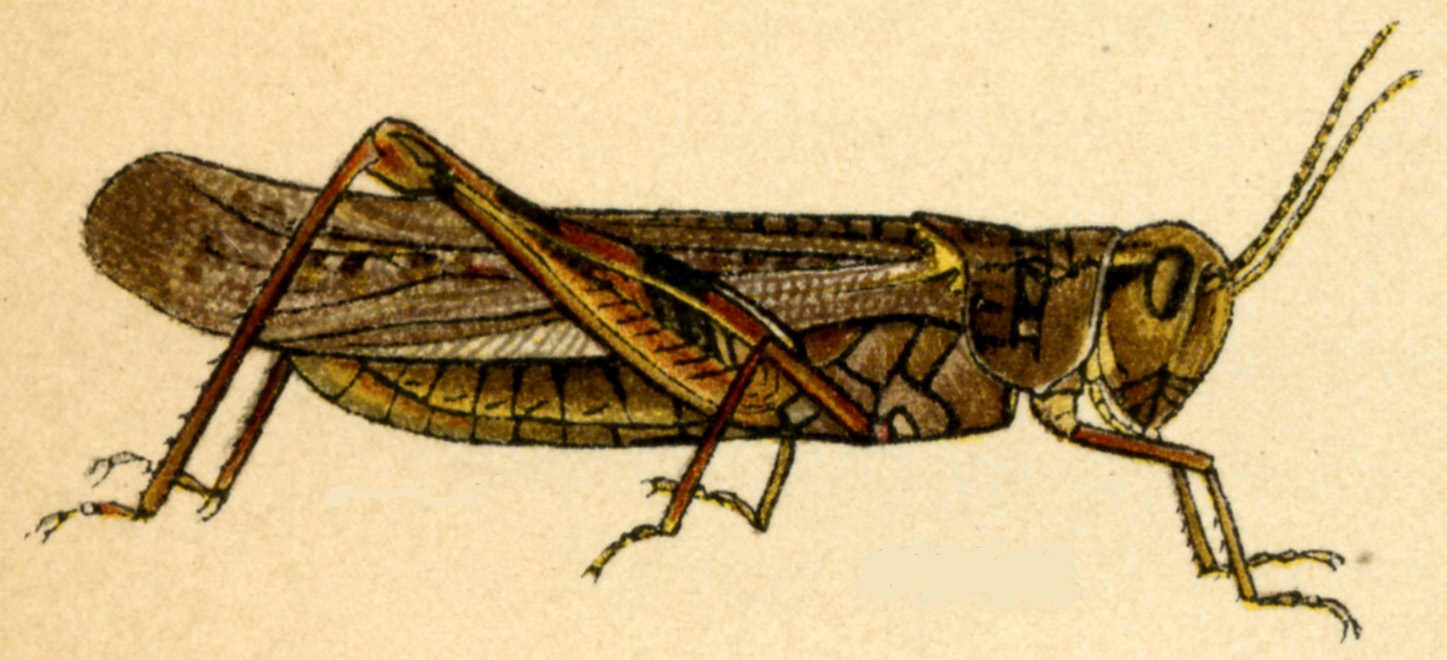 Woodcut Image of a Locust