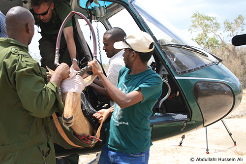 Abdullahi Ali, Program in Ecology student at the university of Wyoming, conducts research on hiorla