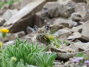 pika photo