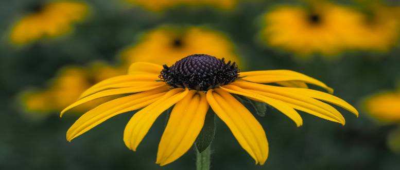 Brown-eyed susan flower photo by Andrew Kniss