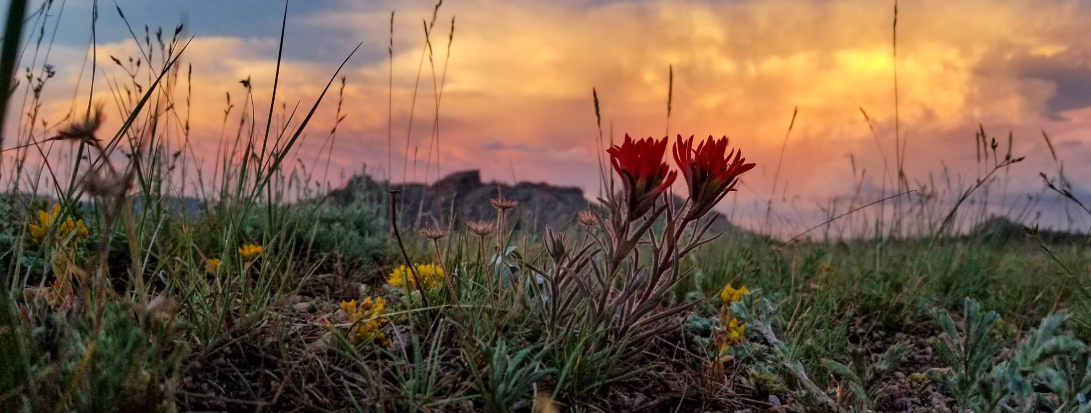 Photo of Indian Paintbrush flower in front of Vedauwoo by Andrew Kniss