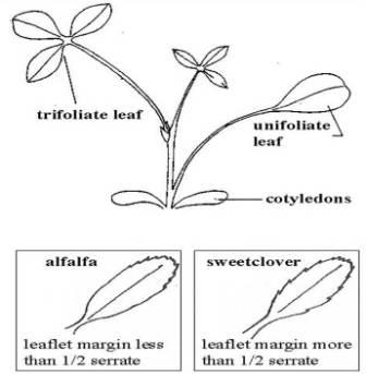 Alfalfa vs Clover leaf