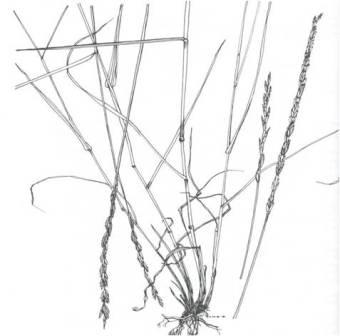 Intermediate wheatgrass