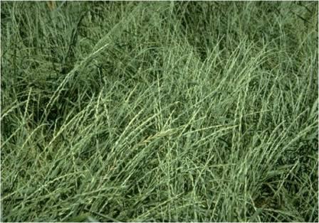 Intermediate wheatgrass