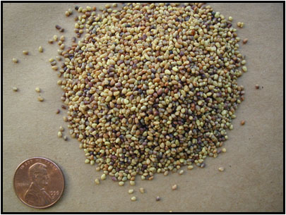 Red clover seeds