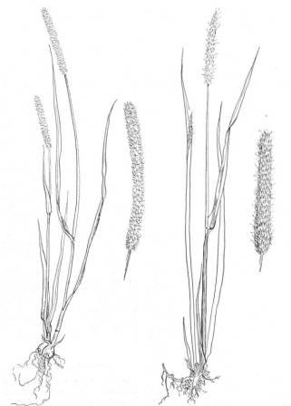 Creeping meadow foxtail