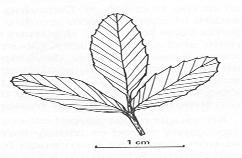 Yellow sweetclover leaf