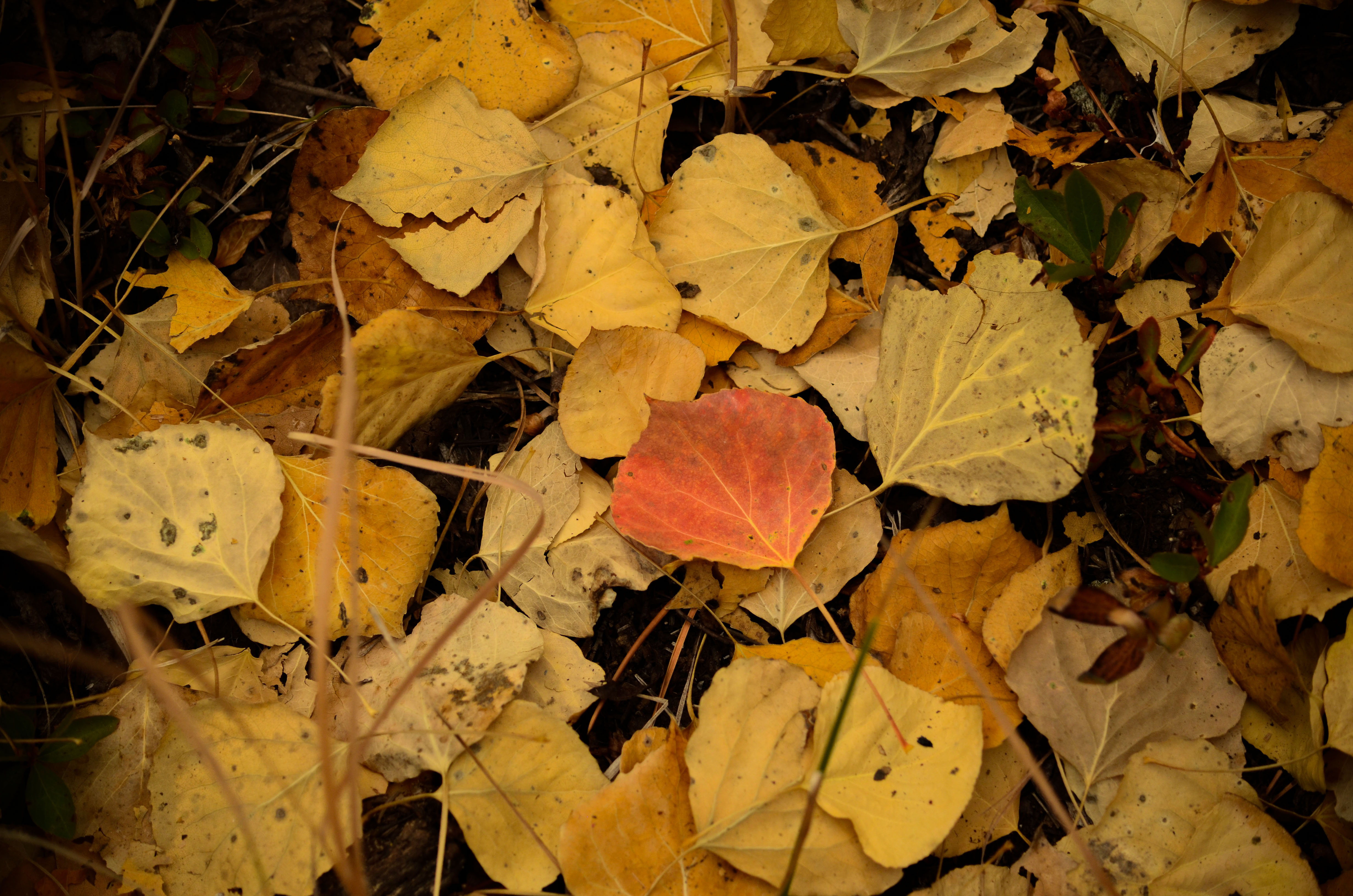 single colored aspen leave on top of all yellow aspen leaves