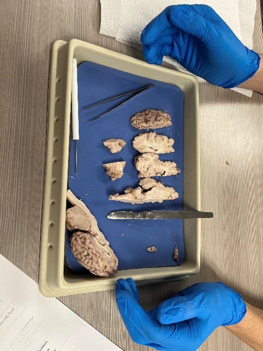 display of sheep brain dissection