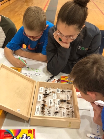 Students look at bug display case