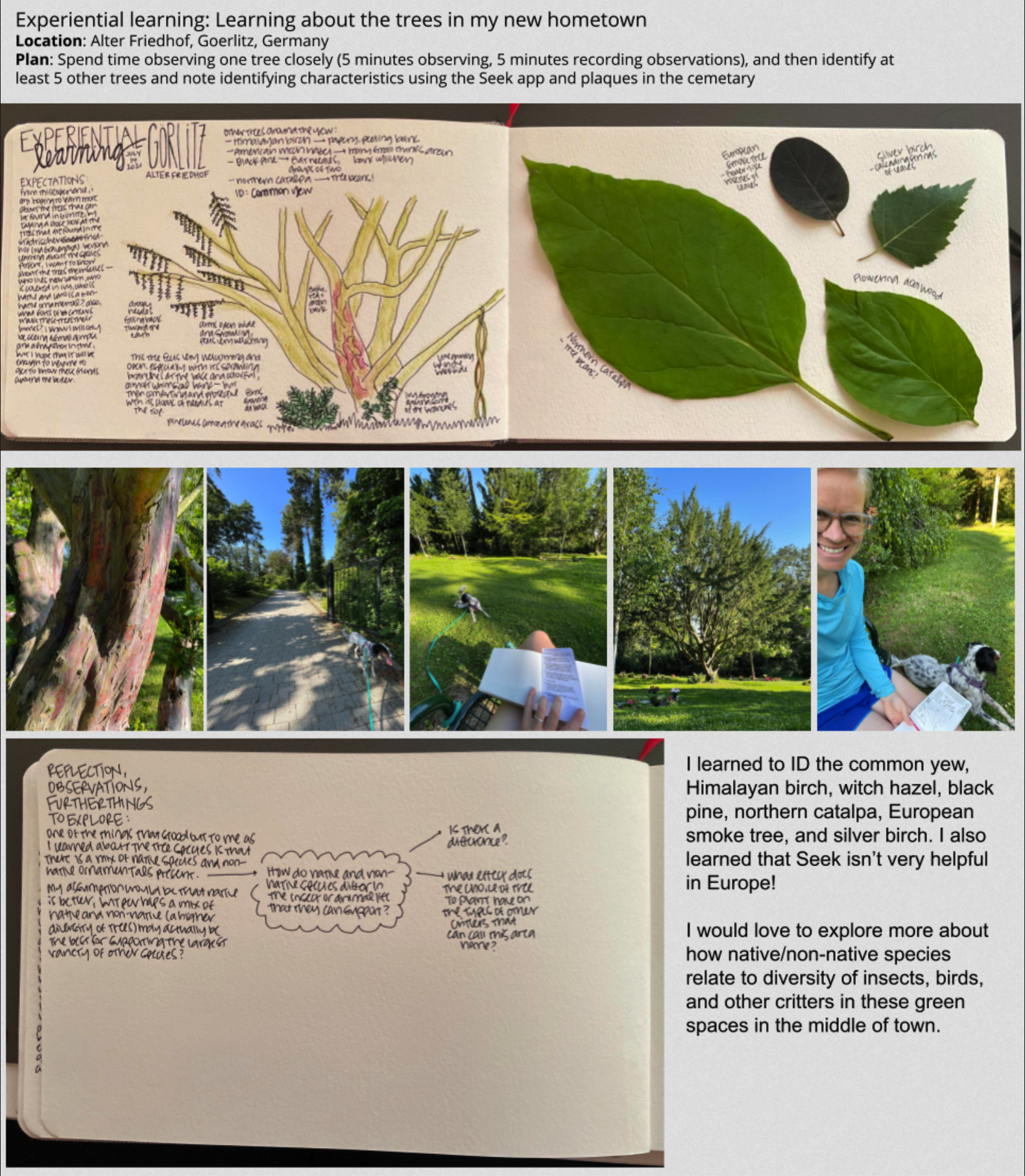 experiential learning: learning about the trees in my new hometown, photos of journal entries and trees